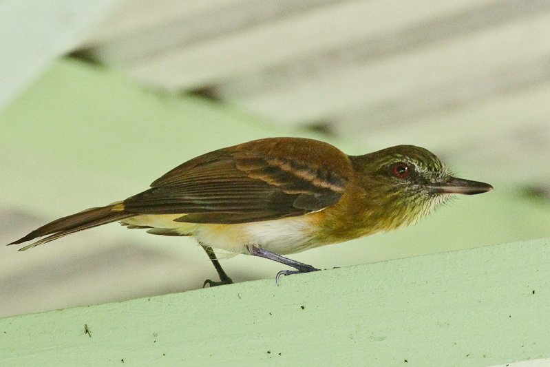 Bright-rumped Attila