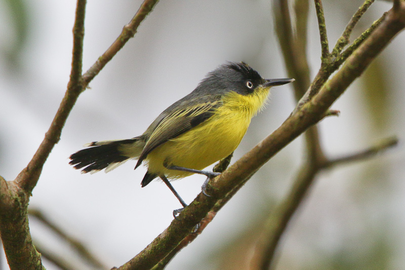 Common-tody Flycatcher