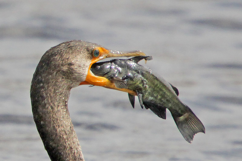Double-crested Cormorant