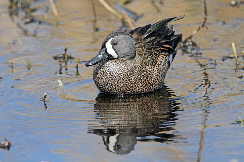 Blue-winged Teal
