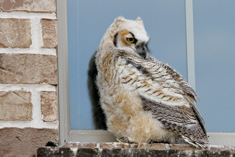 Great Horned Owl