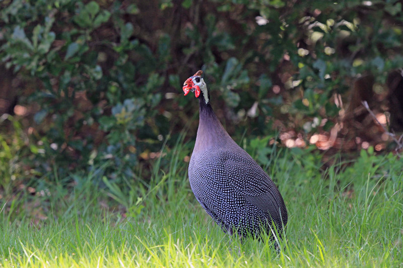 Helmeted Guineafowl