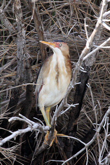 Least Bittern