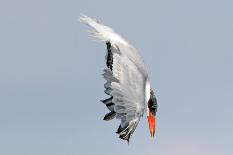 Caspian Tern