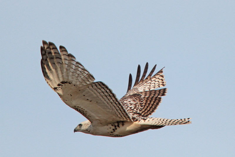 Red-tailed Hawk (Krider's)