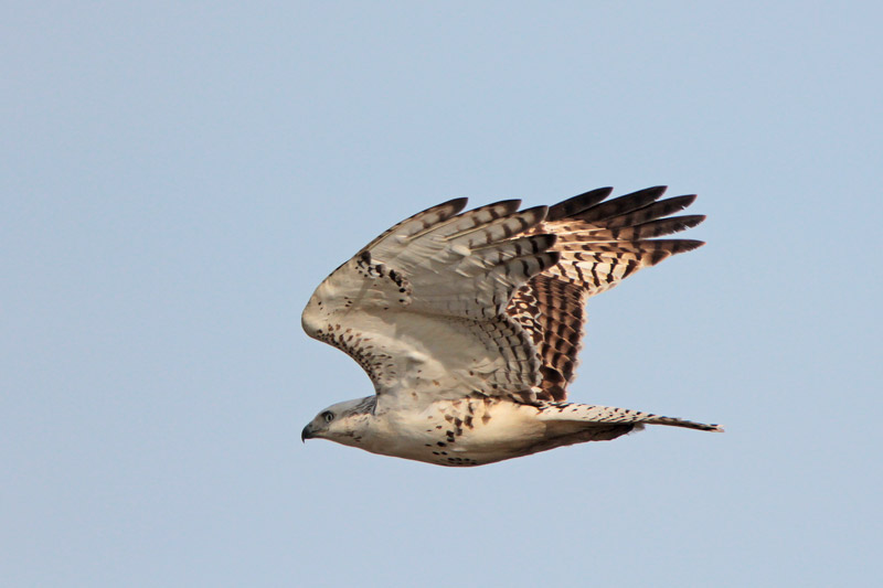 Red-tailed Hawk (Krider's)