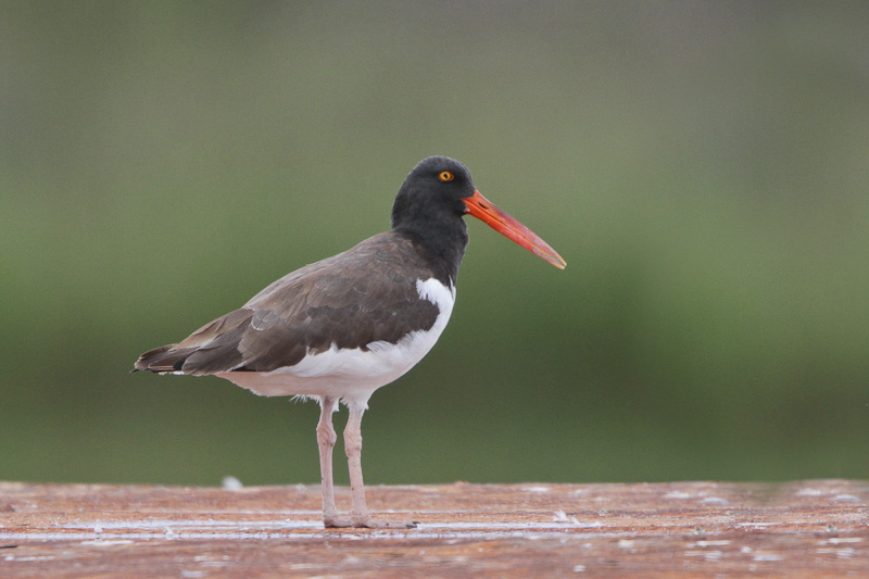 American Oystercatcher