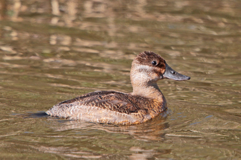 Ruddy Duck