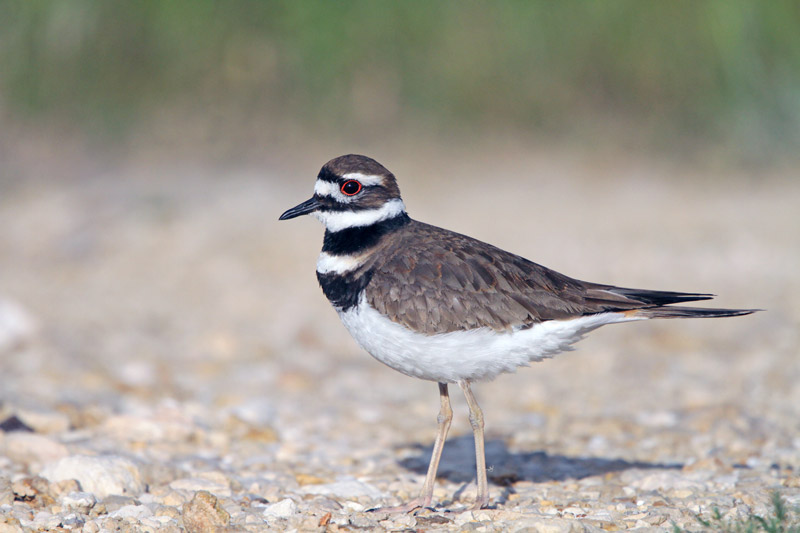 Killdeer