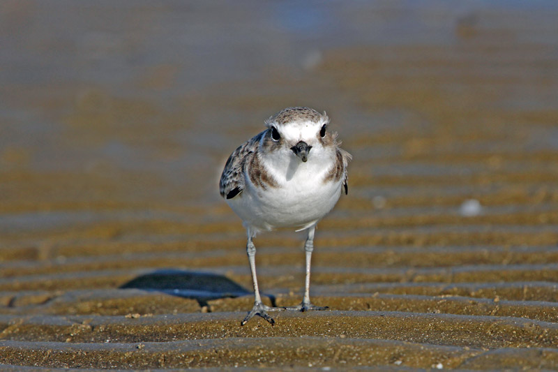 Snowy Plover