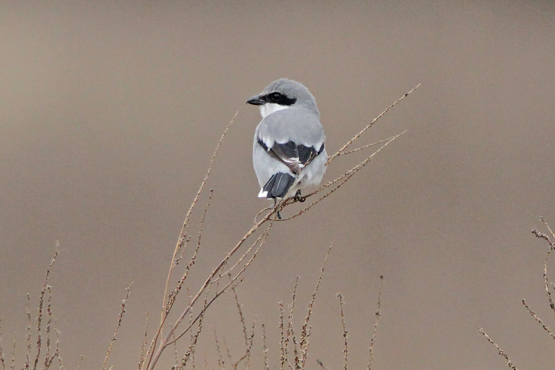 Loggerhead Shrike