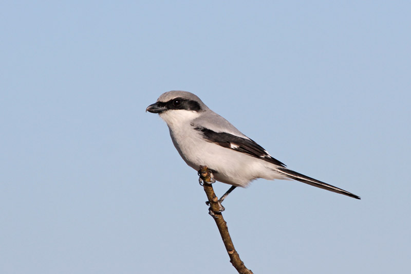 Loggerhead Shrike