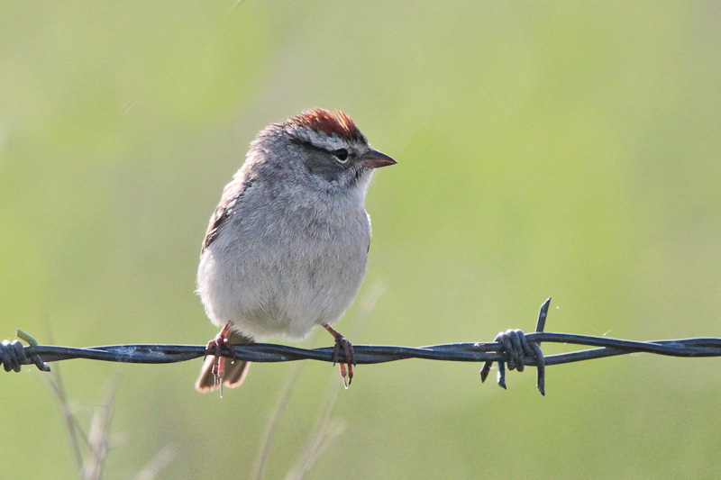 Chipping Sparrow
