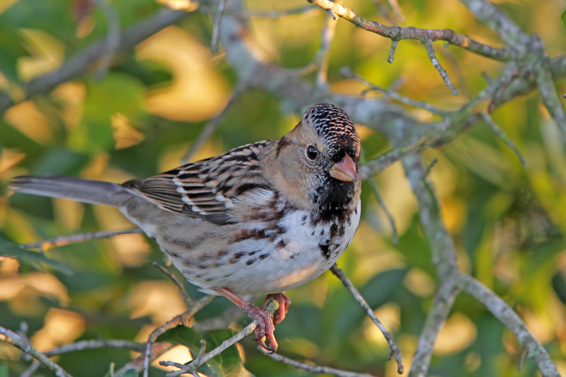 Harris's Sparrow