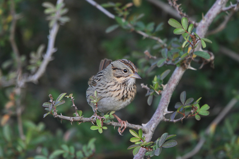 Lincoln's Sparrow