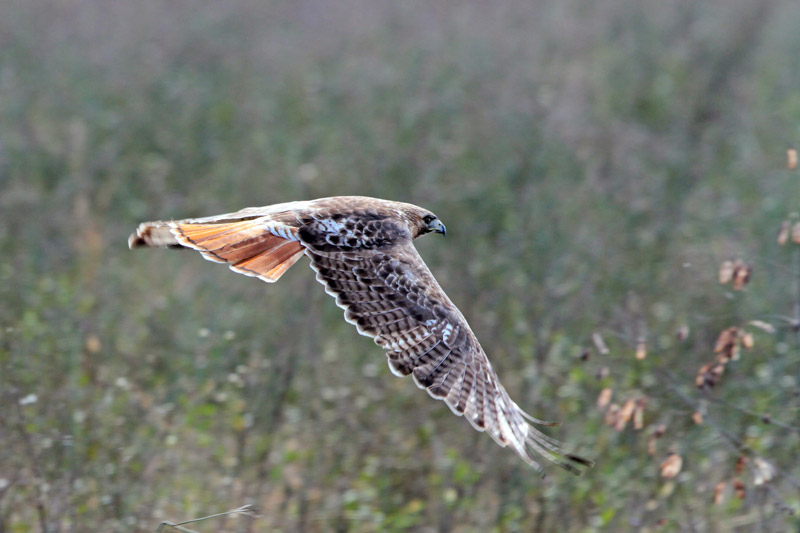 Red-tailed Hawk