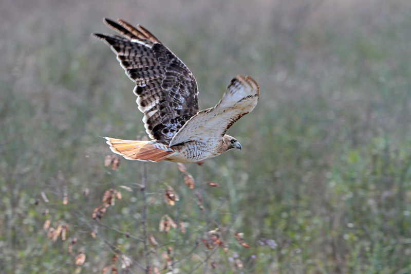 Red-tailed Hawk
