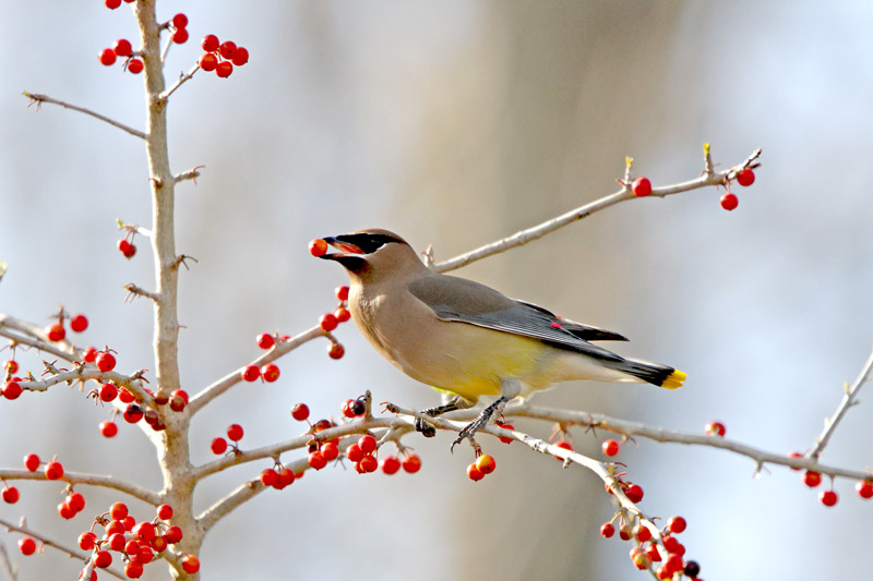 Cedar Waxwing