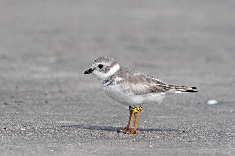 Piping Plover