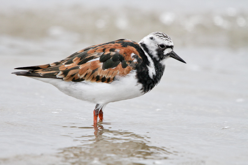 Ruddy Turnstone