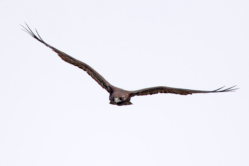 White-tailed Hawk