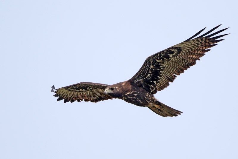 White-tailed Hawk