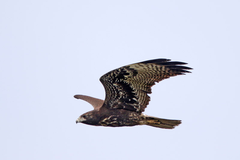 White-tailed Hawk