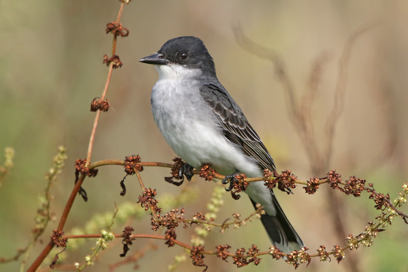 Eastern Kingbird