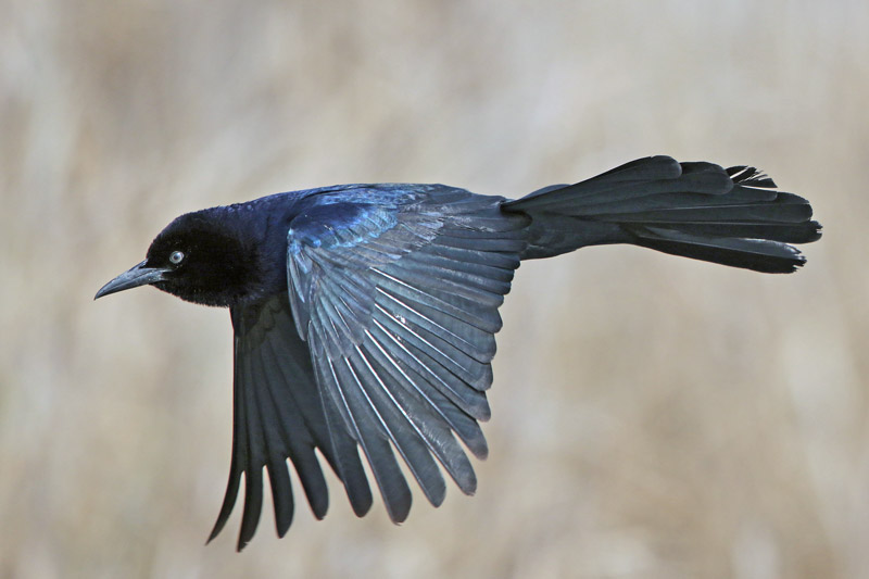 Boat-tailed Grackle