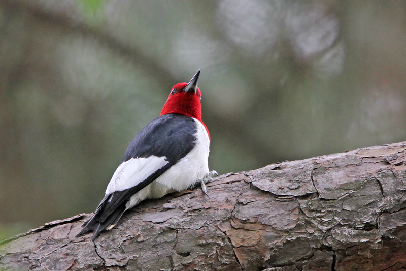 Red-headed Woodpecker