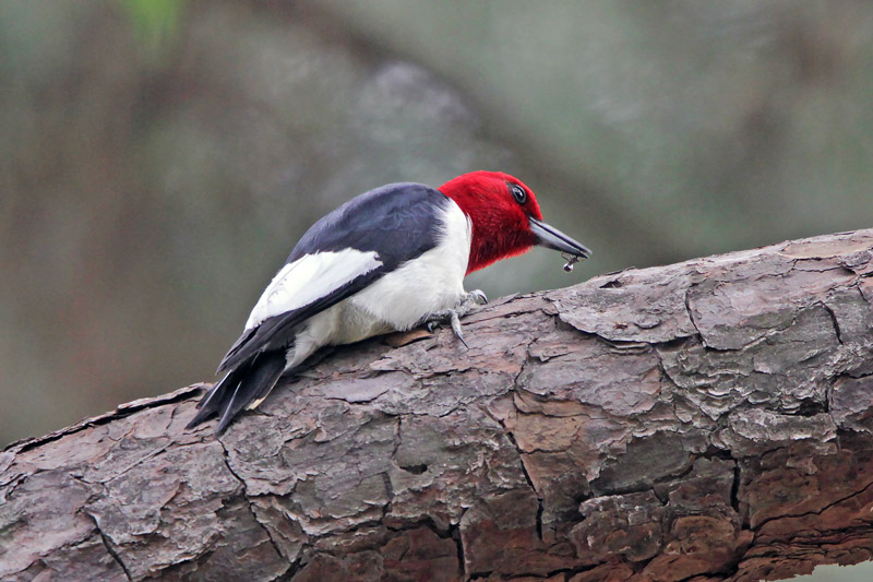 Red-headed Woodpecker