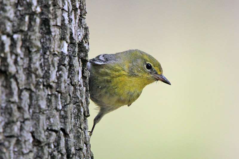 Pine Warbler