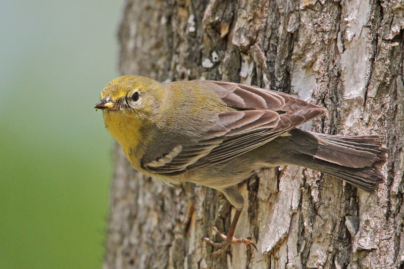 Pine Warbler