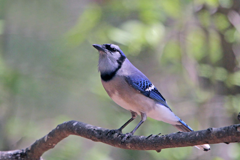 Blue Jay