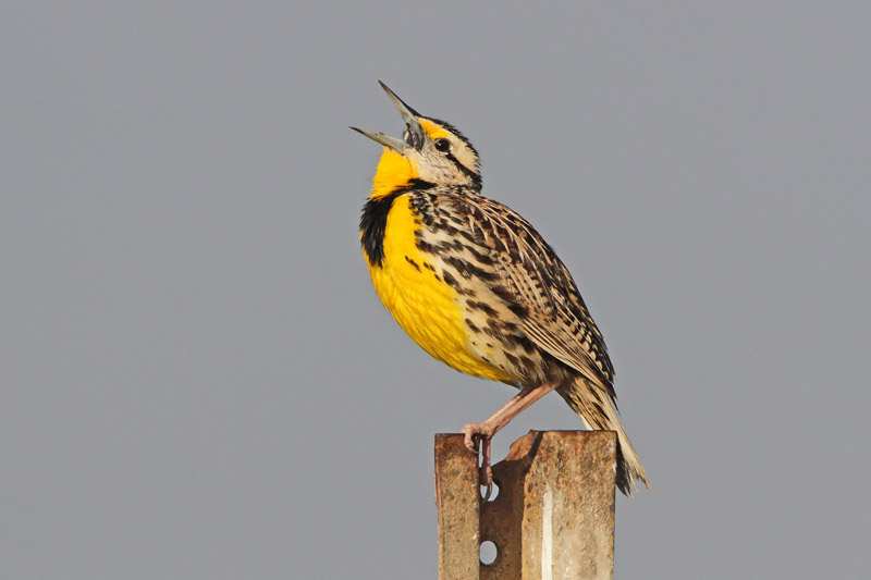 Eastern Meadowlark