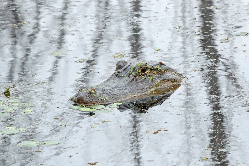 American Alligator