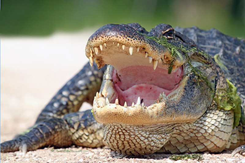 American Alligator