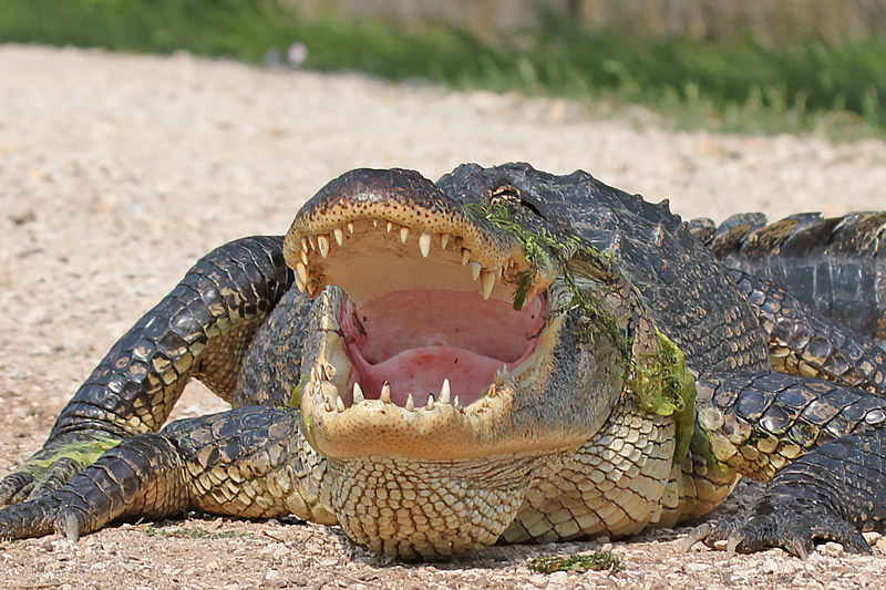 American Alligator