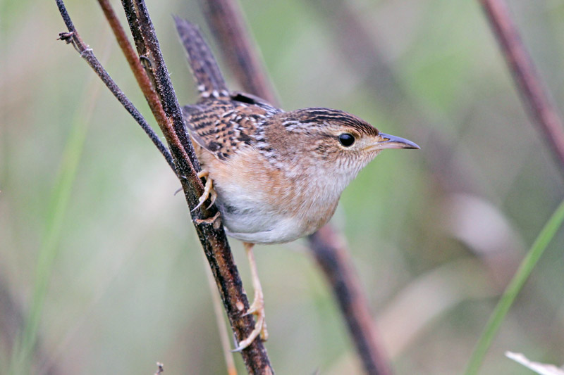 Sedge Wren