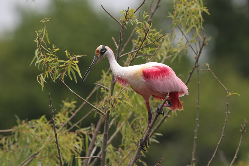 Roseate Spoonbill