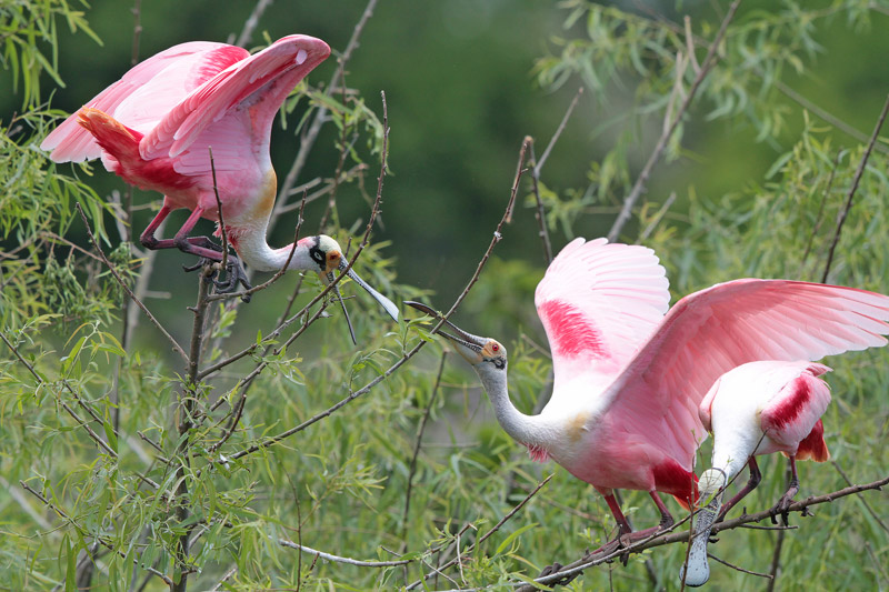 Roseate Spoonbill
