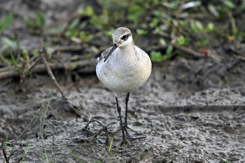 Wilson's Phalarope