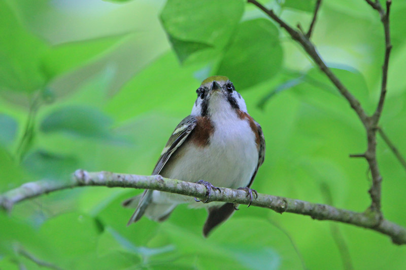 Chestnut-sided Warbler