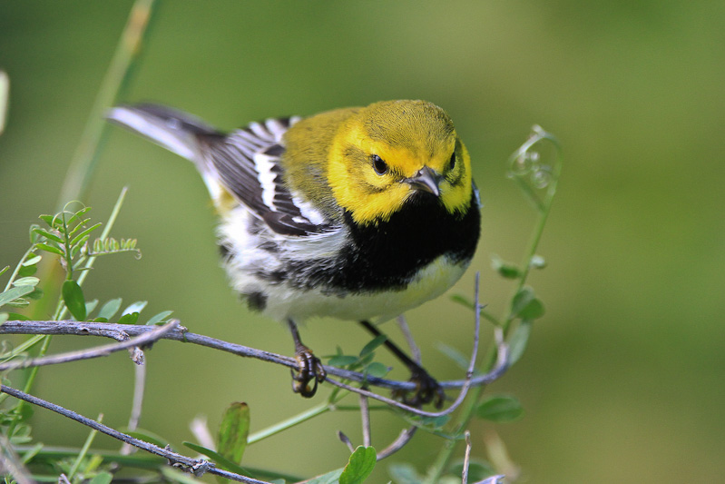Black-throated Green Warbler