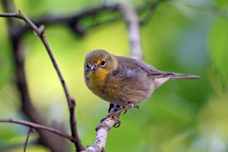 Pine Warbler