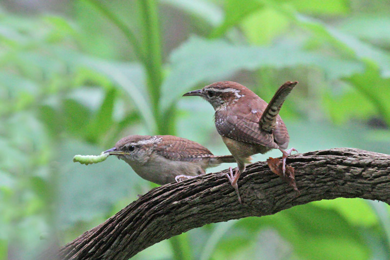 Carolina Wren