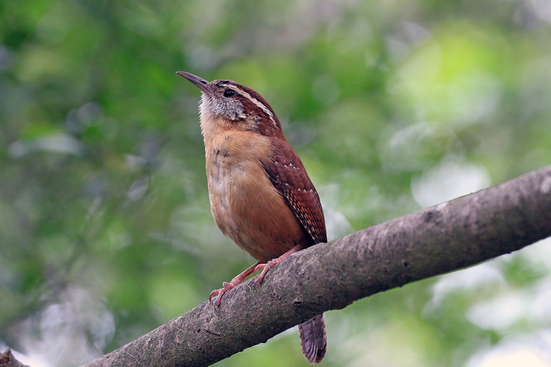 Carolina Wren