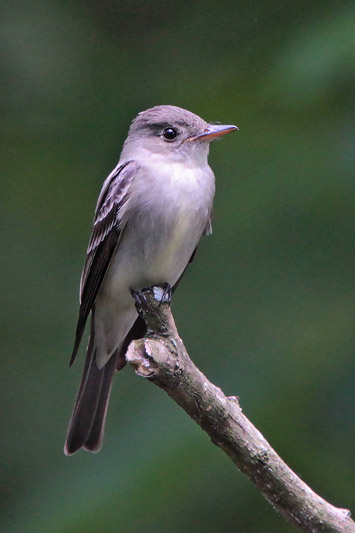 Eastern-wood Pewee