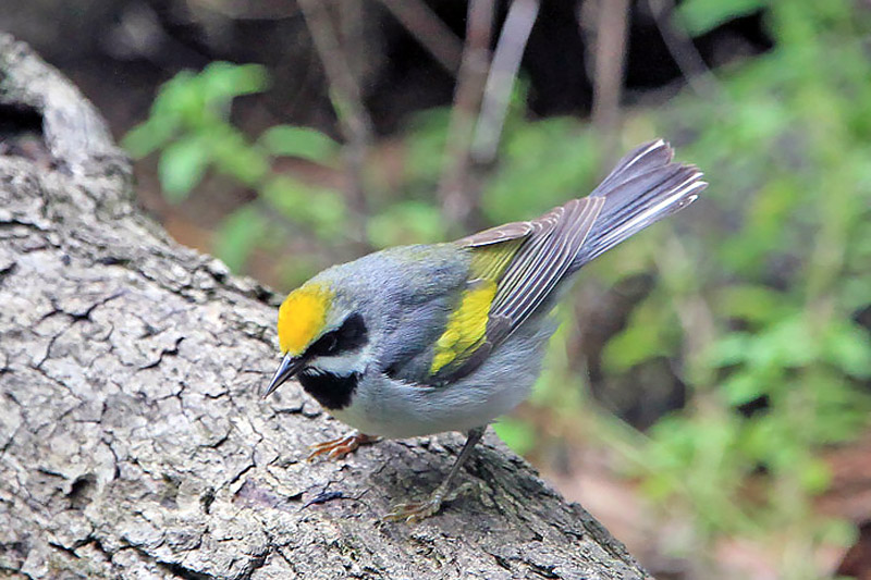Golden-winged Warbler