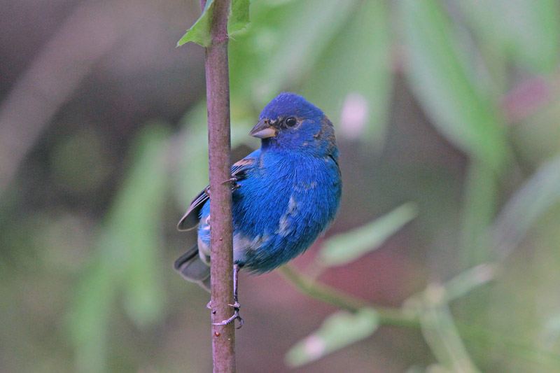 Indigo Bunting